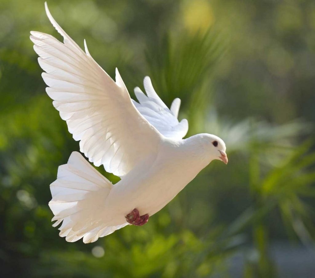 Avec vous pour cugnaux municipale albert sanchez